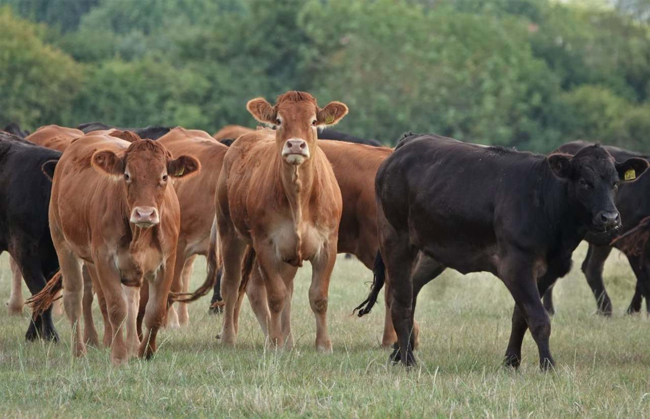 Cattle