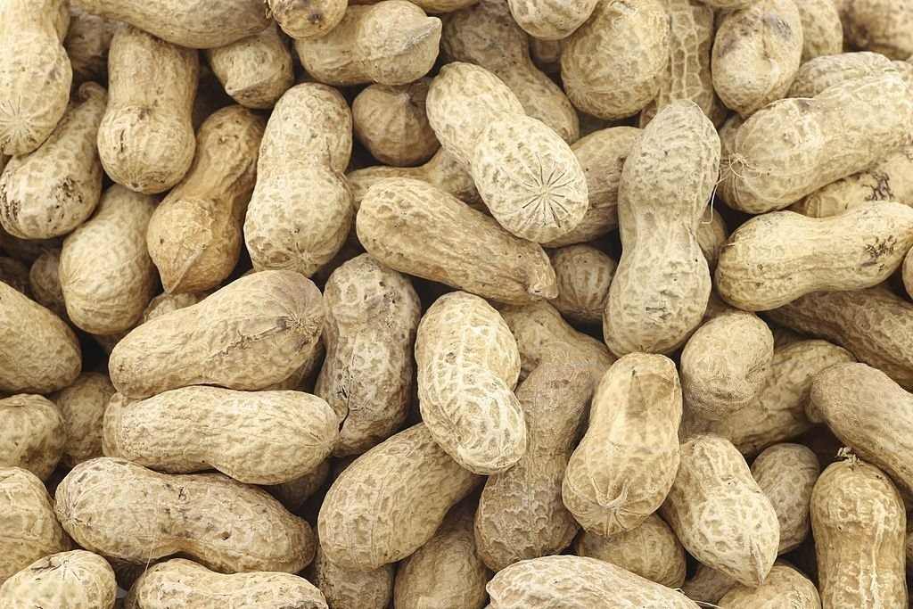 groundnuts